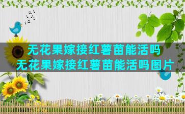 无花果嫁接红薯苗能活吗 无花果嫁接红薯苗能活吗图片